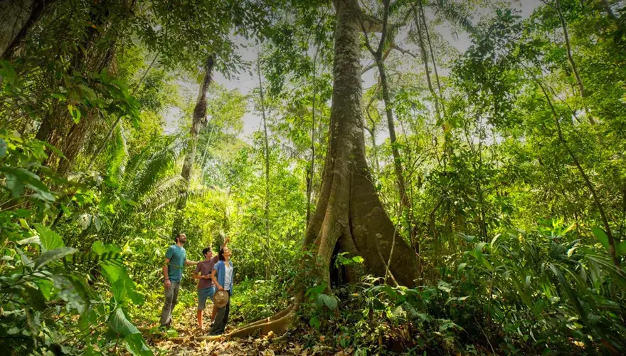 Dense Amazon rainforest with towering trees in Tambopata National Reserve, Peru