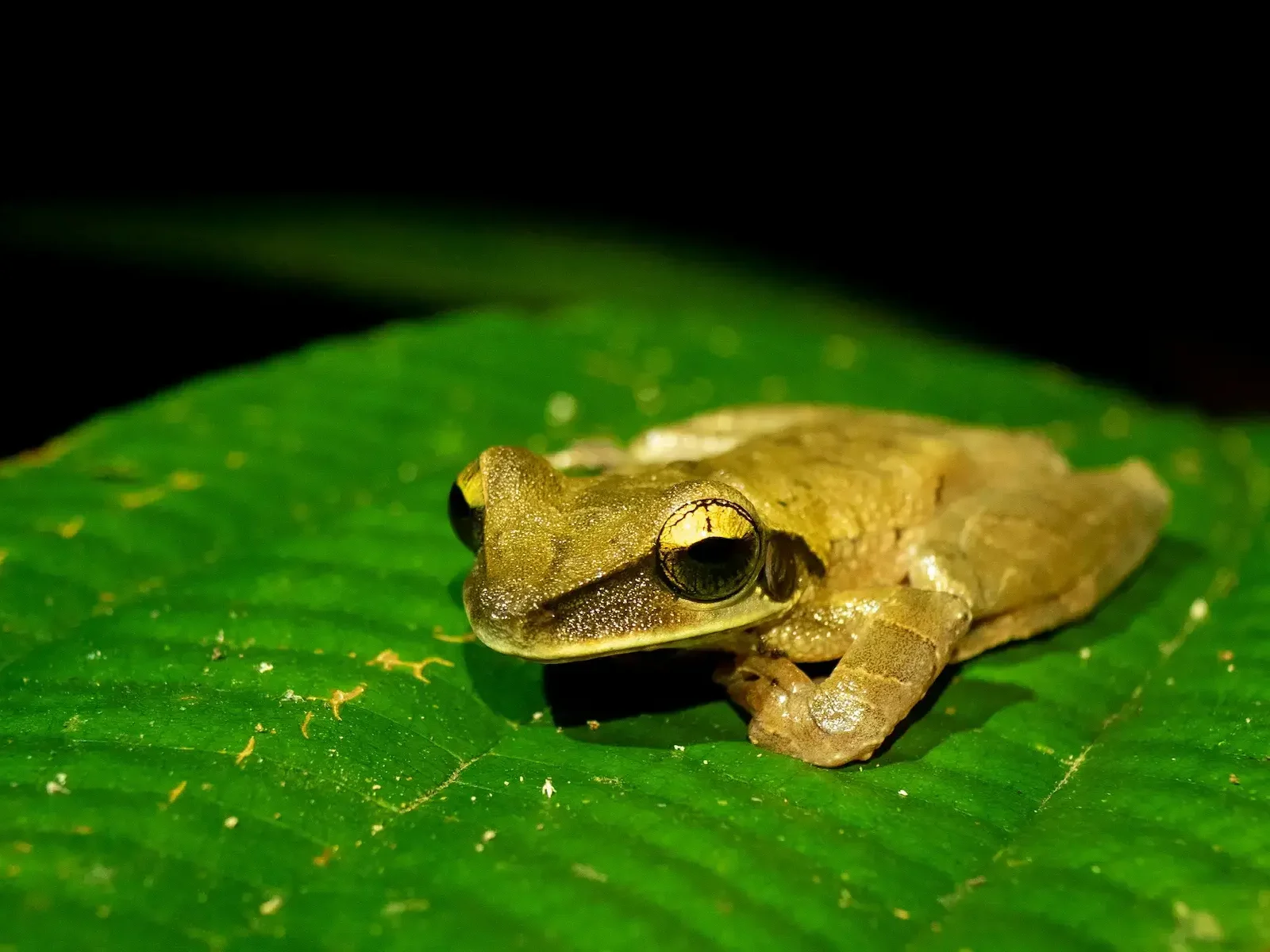 Lush Amazon rainforest landscape in Peru with tropical jungle river and rich natural scenery