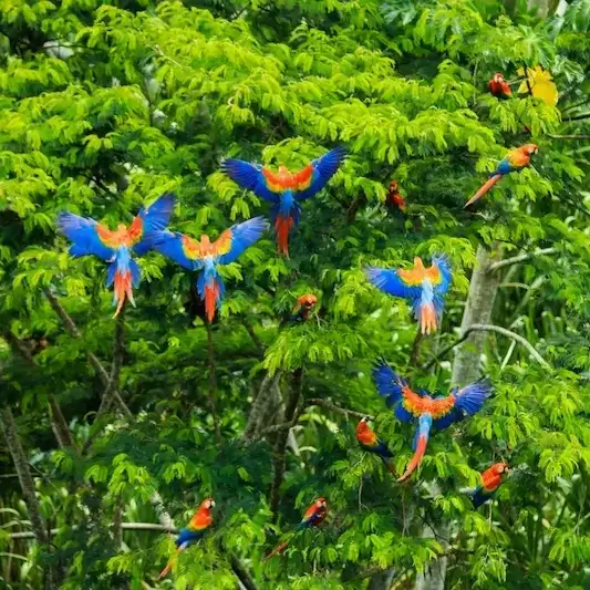 Travelers exploring rainforest trails and eco adventures in the Peruvian Amazon