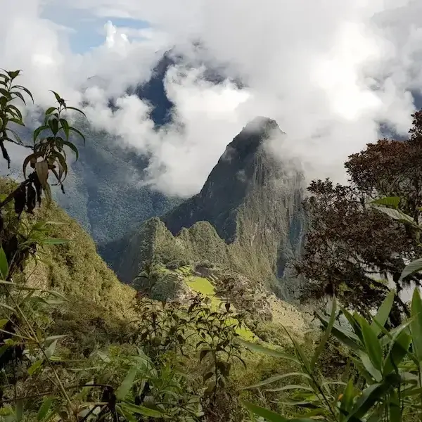 Machu Picchu and its mountain peak wrapped in clouds, seen from above through cloud forest vegetation