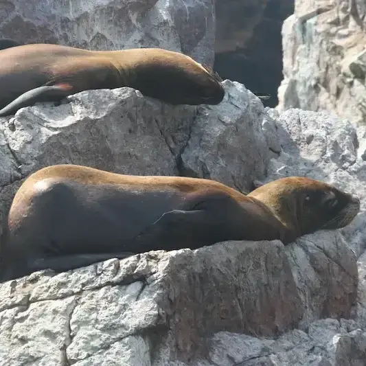 Paracas coastline Huacachina oasis desert dunes and Nazca Lines adventure in Peru