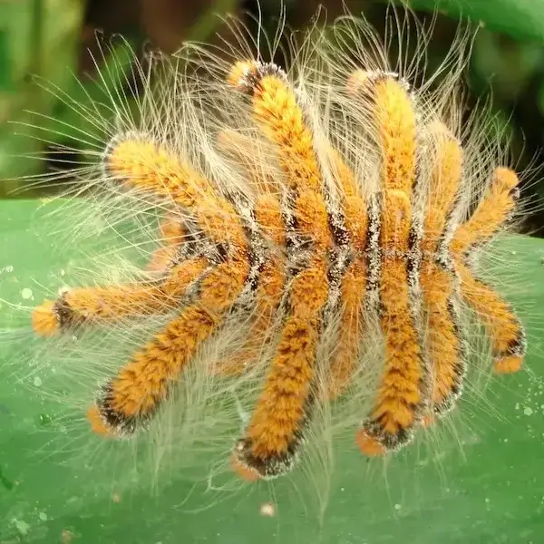 Amazon wildlife in Peru including frogs insects birds monkeys and rainforest species